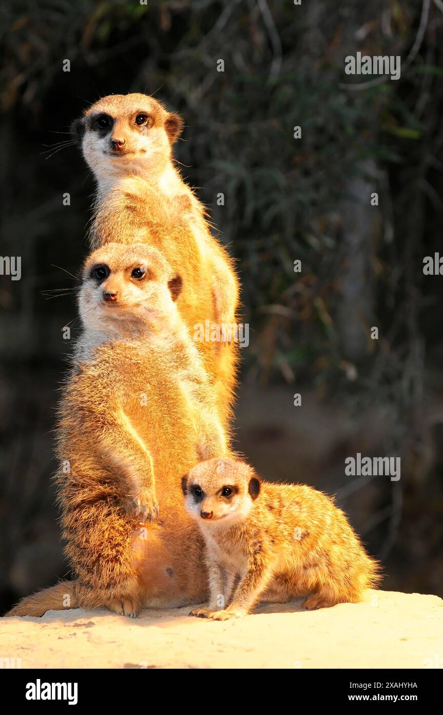 Three meerkat (Suricata suricatta), captive, occurring in southern ...