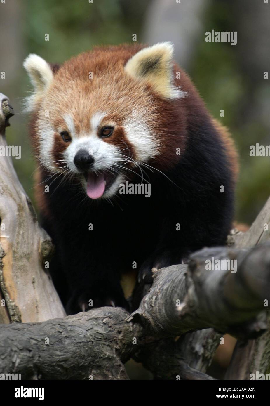 Roter. Panda fotografiert im Opel Zoo am 29.9.2023 in Kronberg im