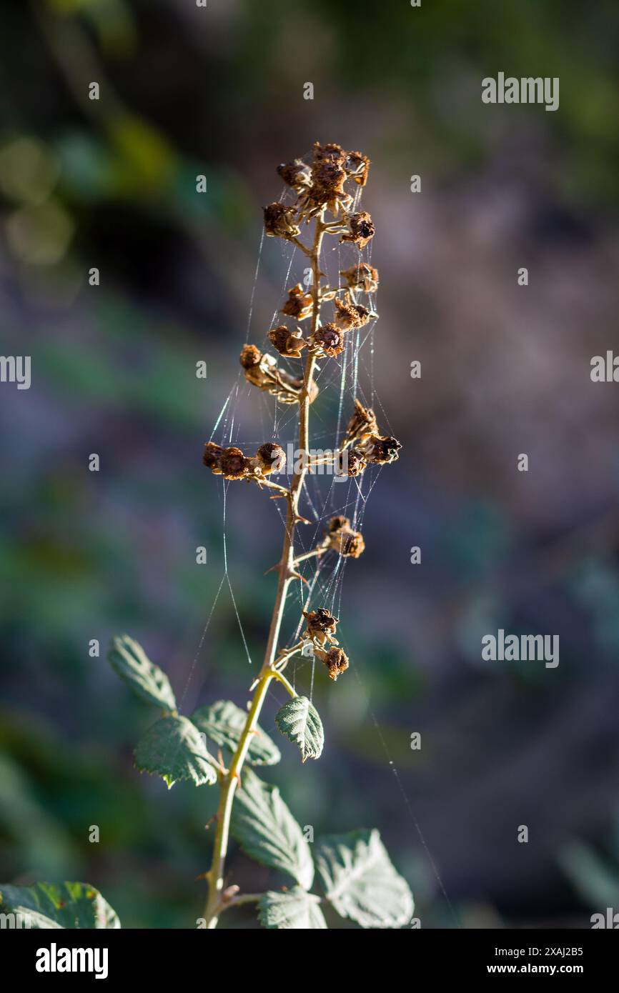 spider web on plant branches Stock Photo