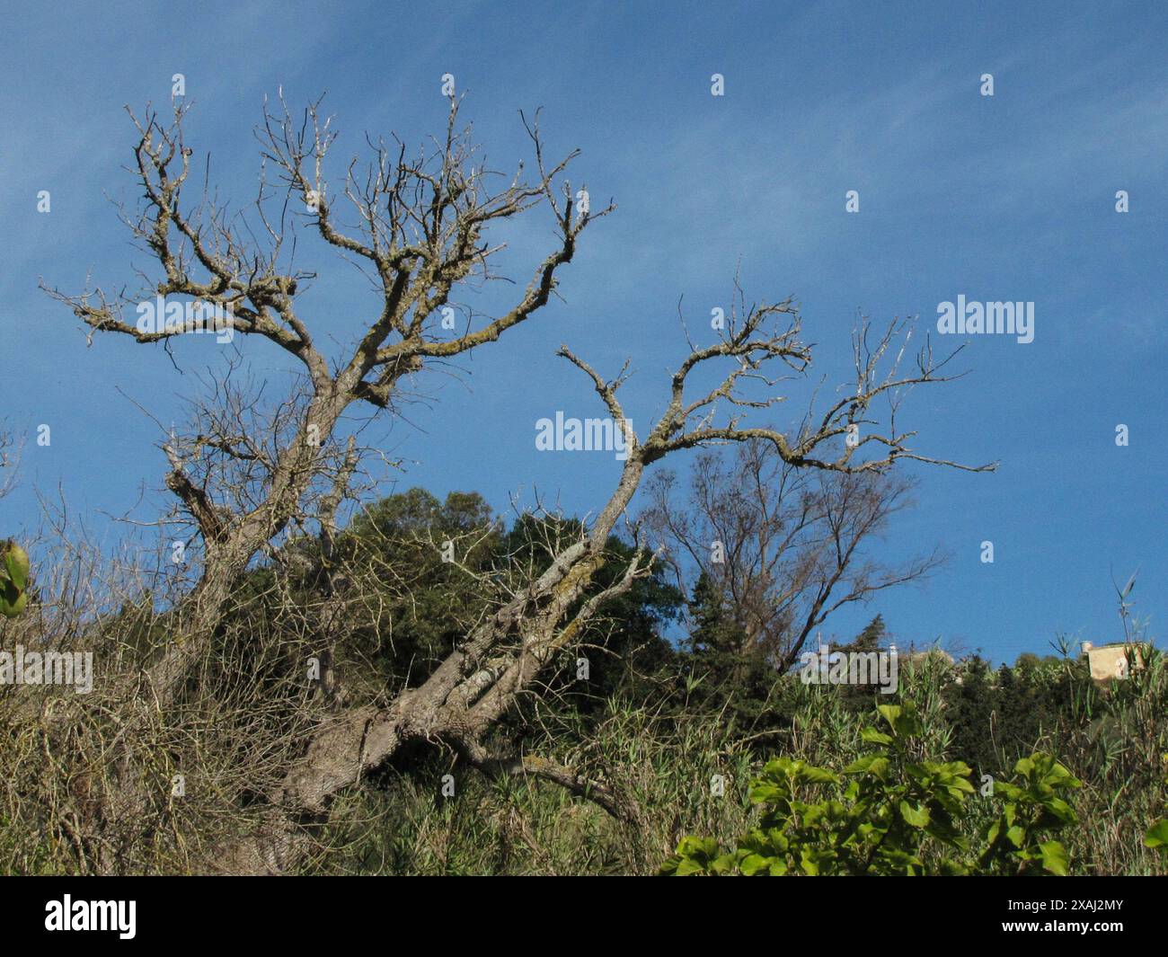 Silhouette tree landscape hi-res stock photography and images - Alamy