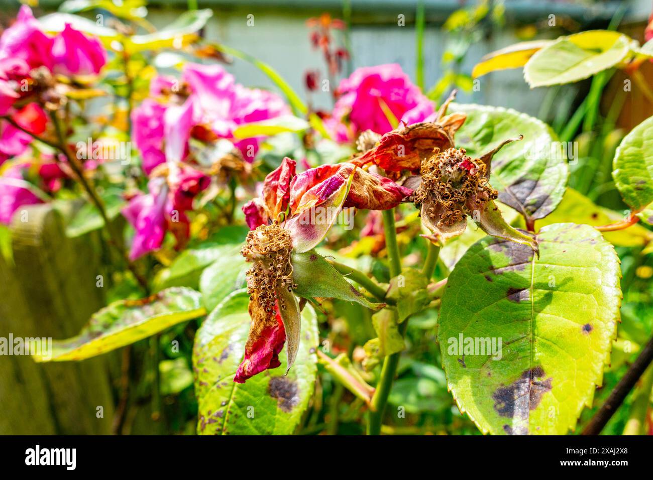 Deadhead flowers hires stock photography and images Alamy