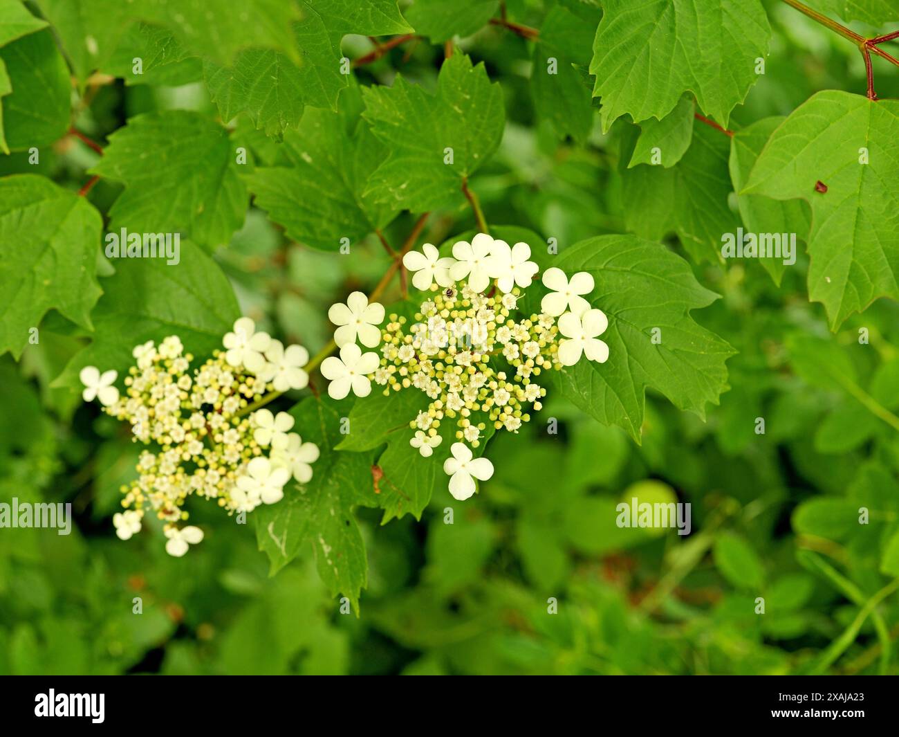 Snowball bush, known for its fragrant blooms, attracts birds, blooms abundantly in spring, and adds charm to garden landscapes. Stock Photo