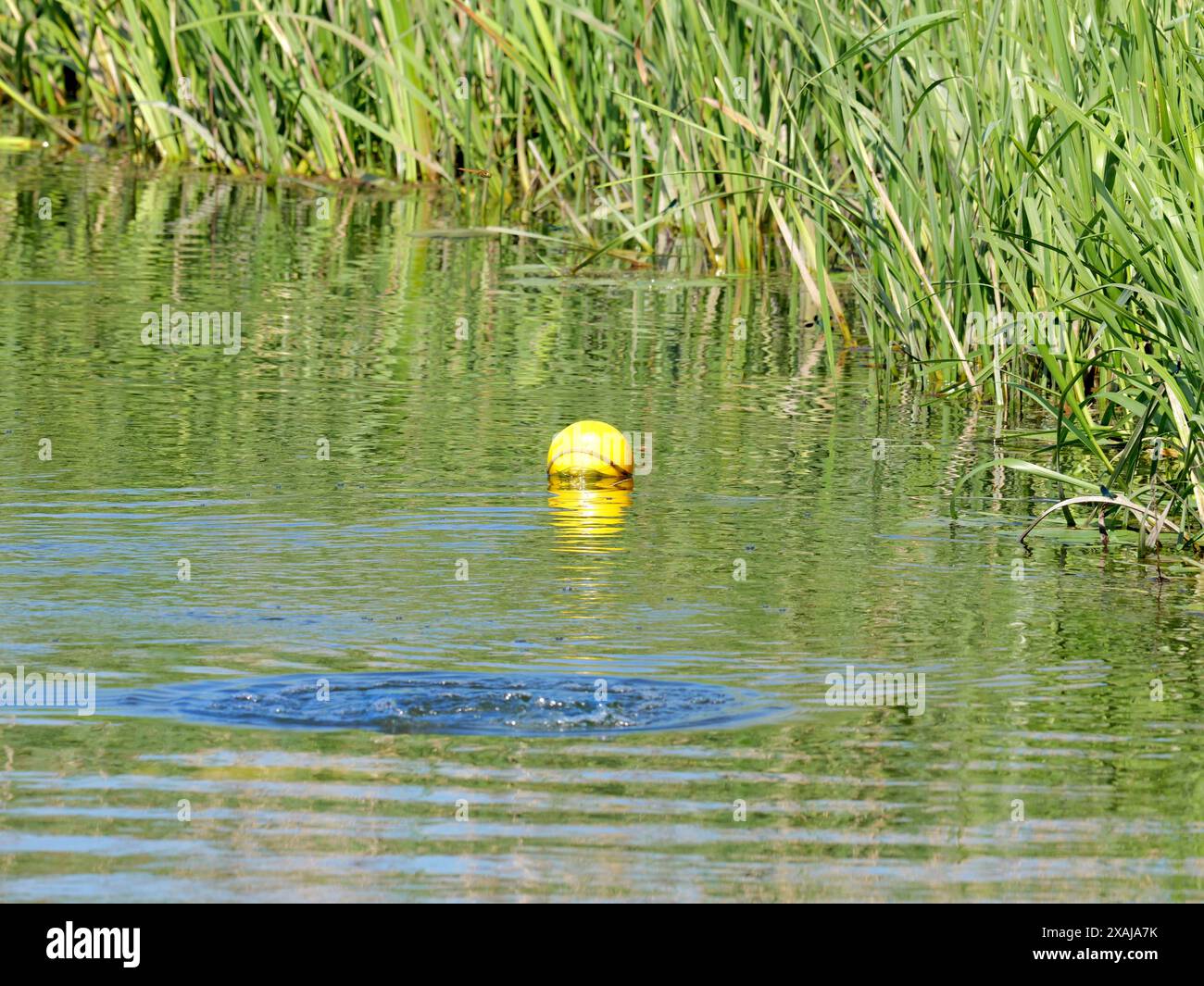 Underwater archaeologist explores Tollense River, uncovering Bronze Age battlefield artifacts, human remains, tools, and jewelry in scientific investi Stock Photo