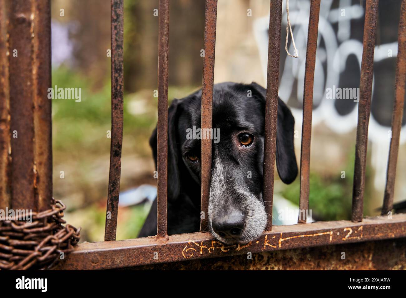 A Terrestrial animal, Dog breed is behind wooden bars in a cage Stock Photo