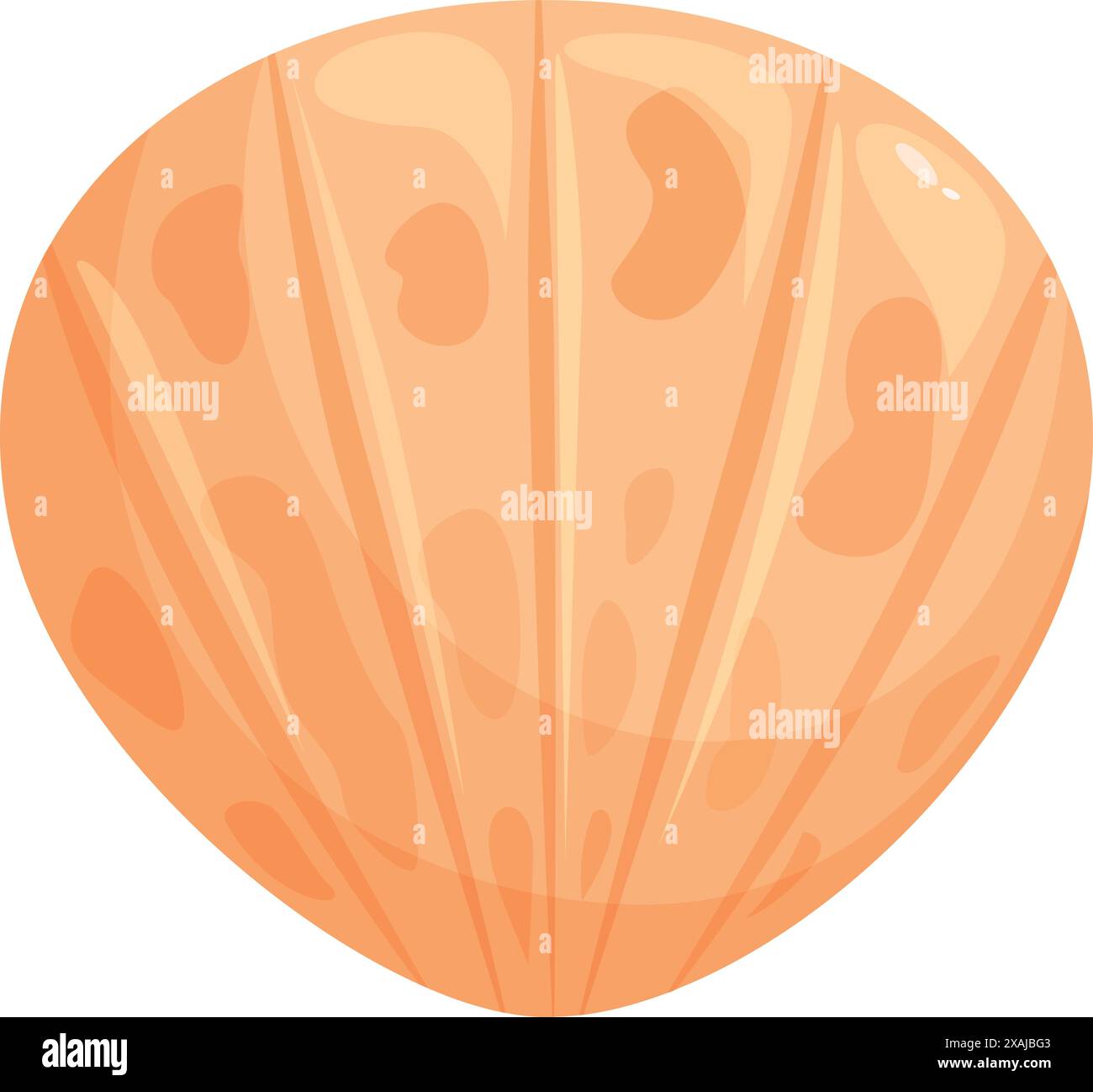 Orange seashell with ridges and grooves from an ocean dwelling mollusk ...