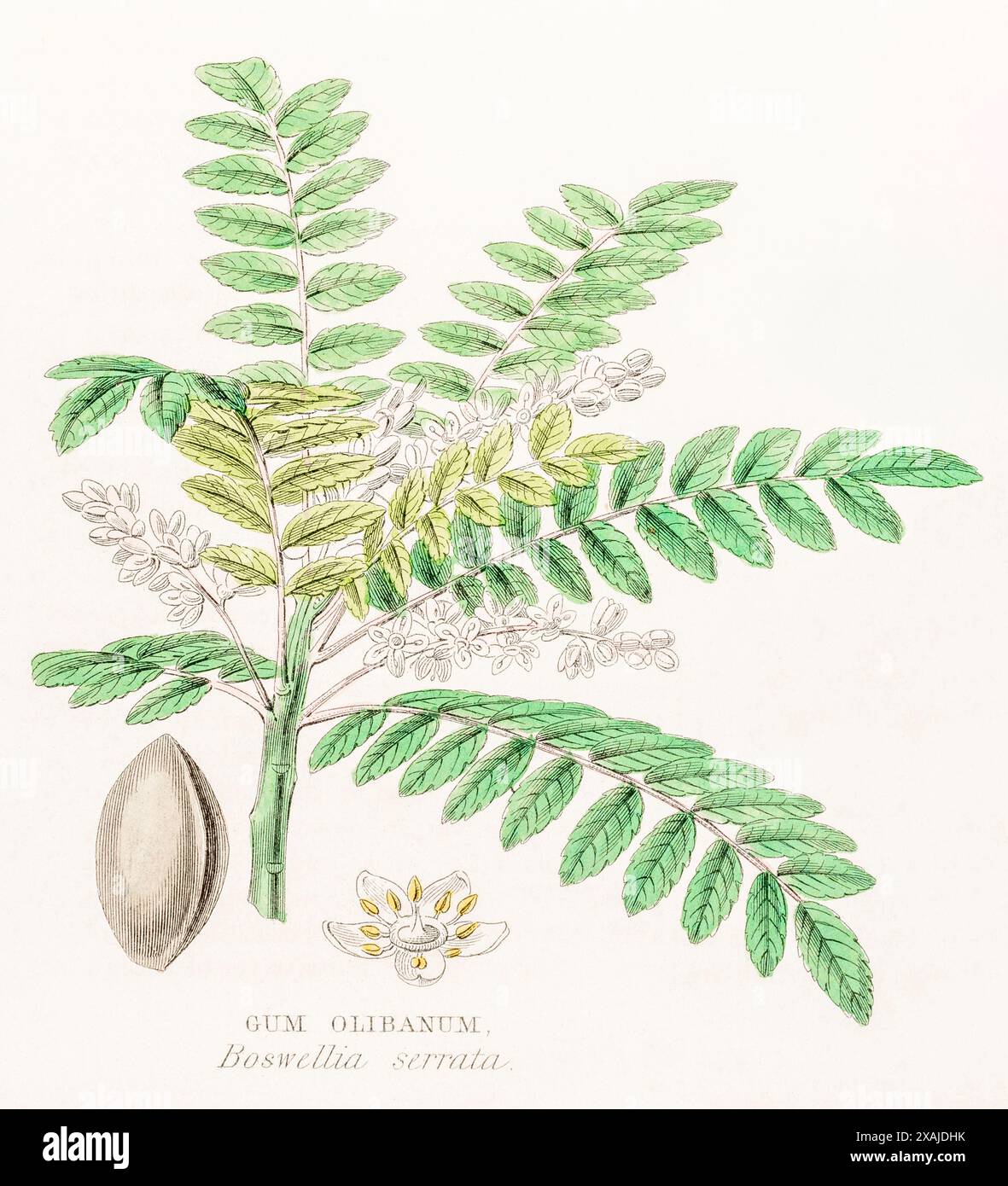 1872 Victorian hand-painted colour botanical engraving in William Rhind's Vegetable Kingdom: Gum Olibanum / Boswellia serrata - vegetable herbal  gum. Stock Photo