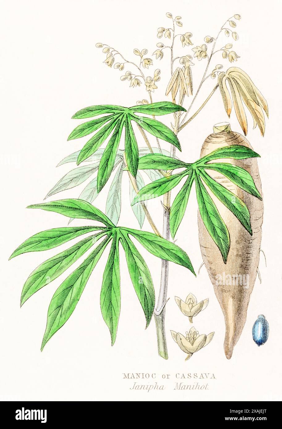 1872 Victorian hand-painted colour botanical engraving in William Rhind's Vegetable Kingdom: Manioc, Cassava / Janipha manihot syn. Manihot esculenta. Stock Photo