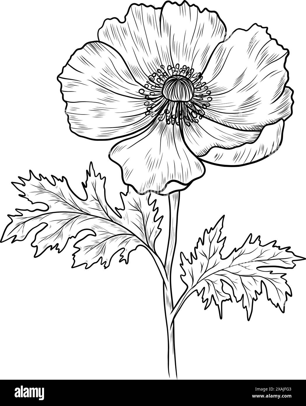 Poppy hand drawn contour flowers. Poppy outlines Stock Vector Image ...
