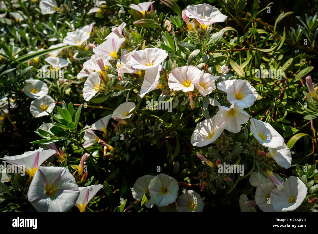 Bindweed flowers growing in hi-res stock photography and images - Alamy