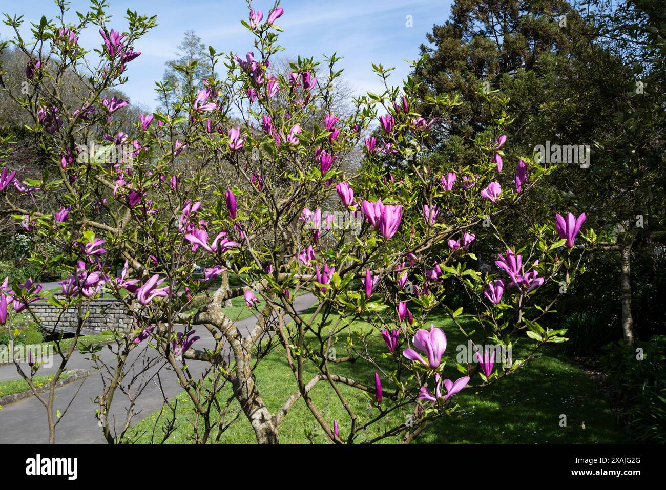 Magnificent flowers of a Magnolia Ann tree shrub growing in a garden in ...