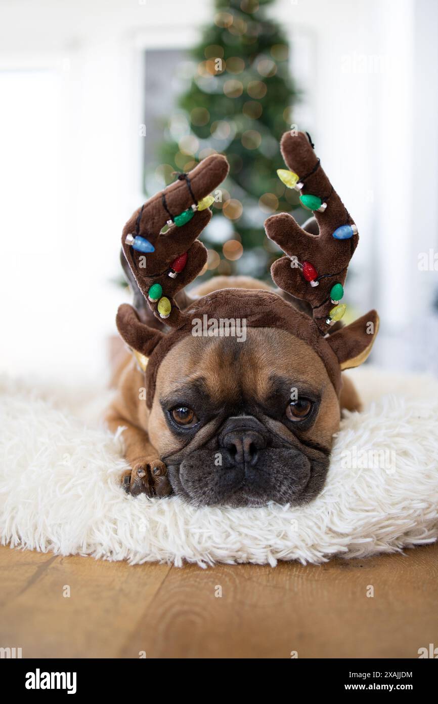 Lilac french bulldog hires stock photography and images Alamy