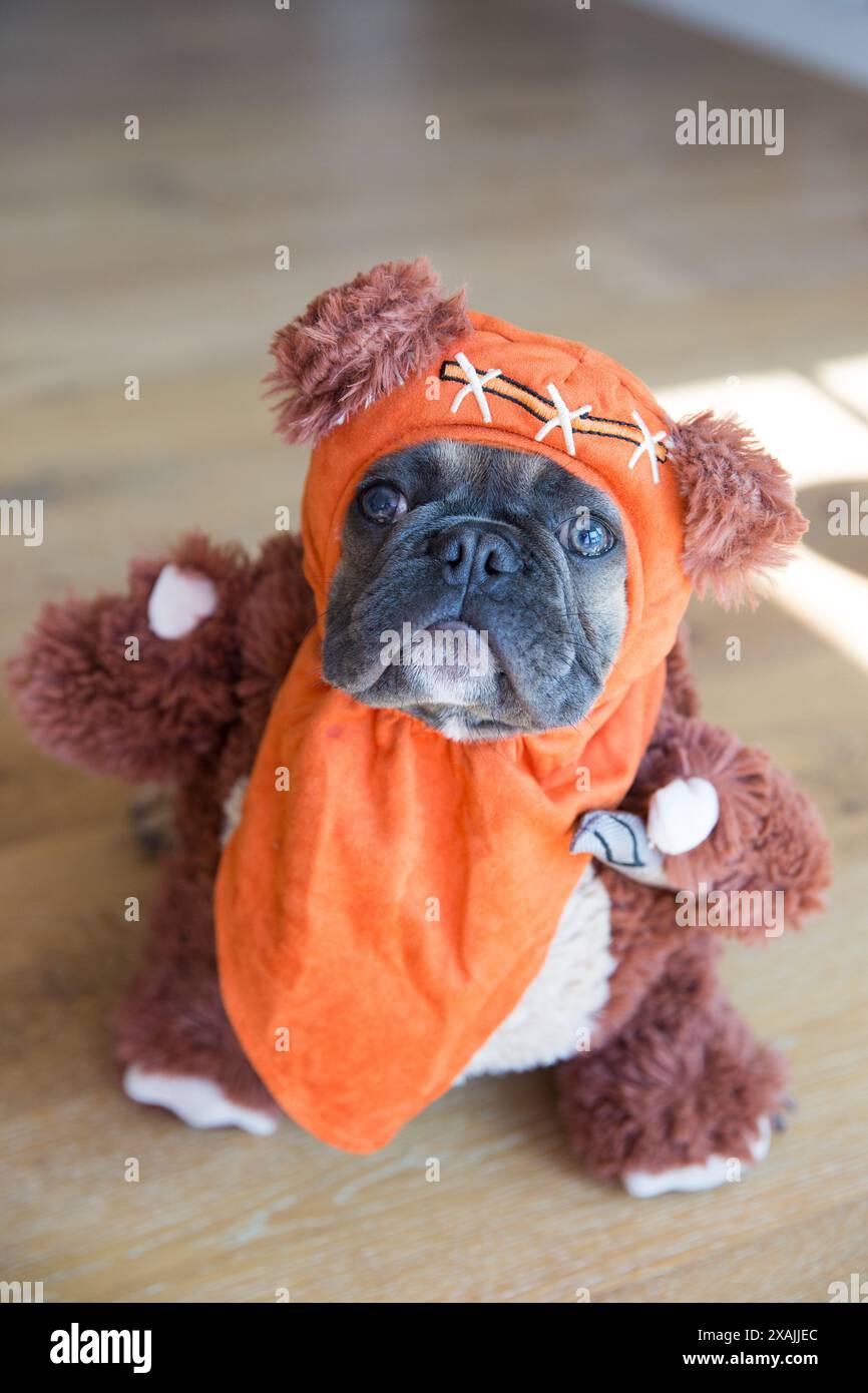 Dog dressed up as Ewok from Star Wars. Stock Photo