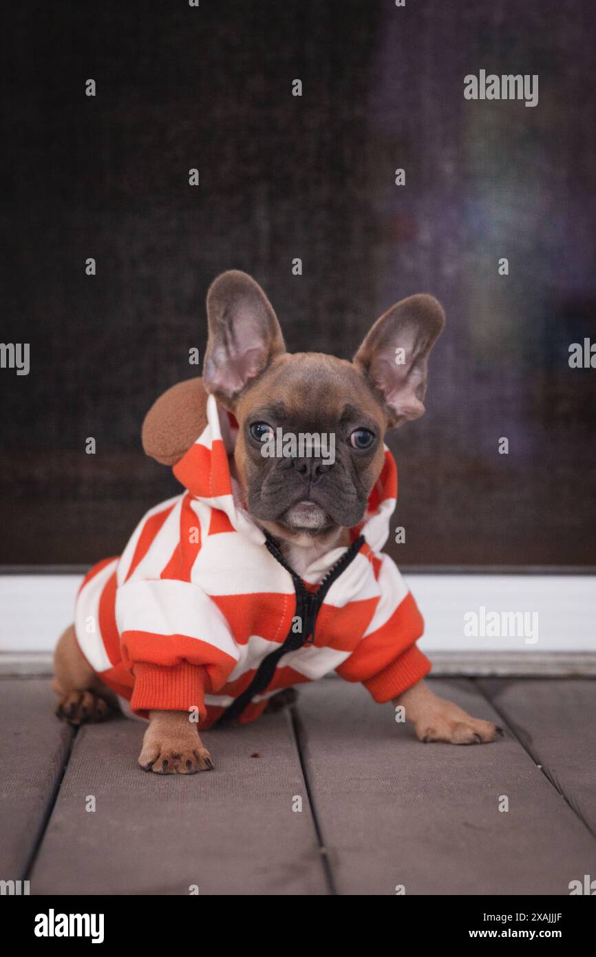 Puppy in orange stripe hoodie relaxes on porch. Stock Photo