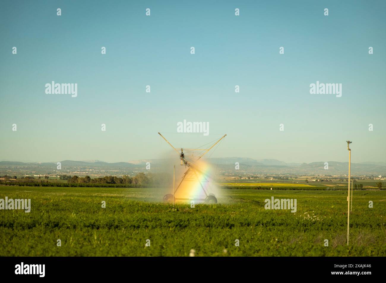 Sprinkler irrigation watering while the rainbow is reflected Stock Photo