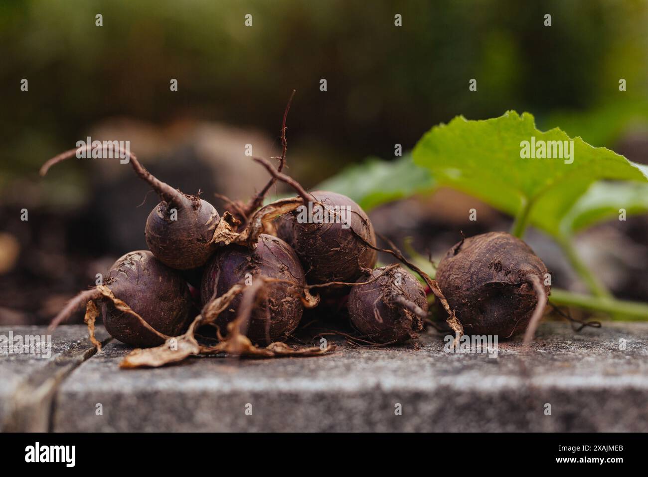 Harvested beetroot on a stone garden wall in Derbyshire, England Stock Photo