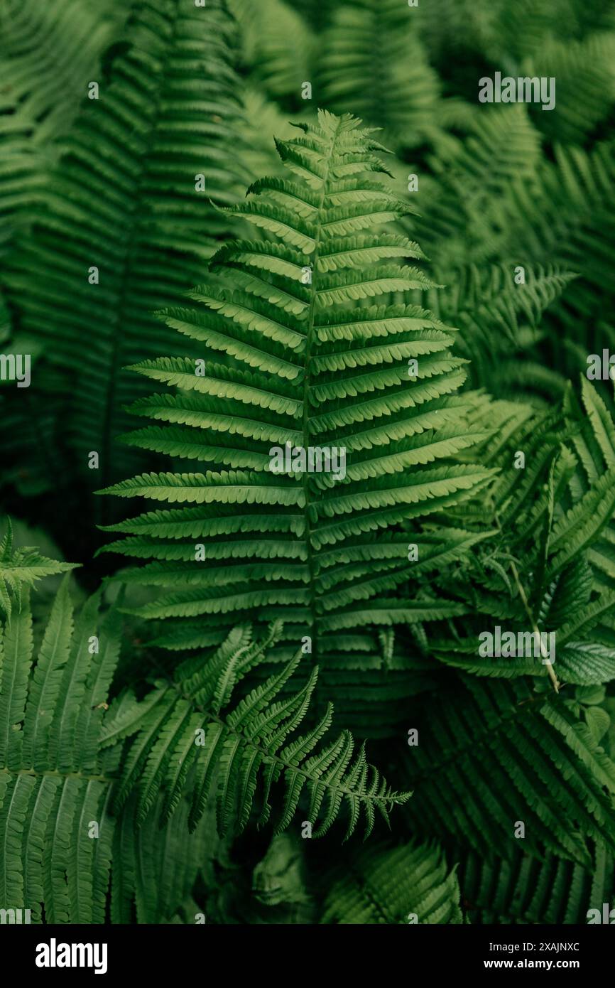 Fern plant leaves vertical hi-res stock photography and images - Alamy