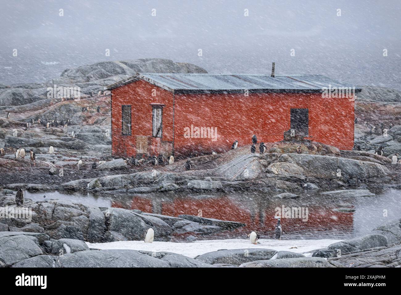 Former British research station surrounded by gentoo penguins, Petermann Island, Antarctica Stock Photo