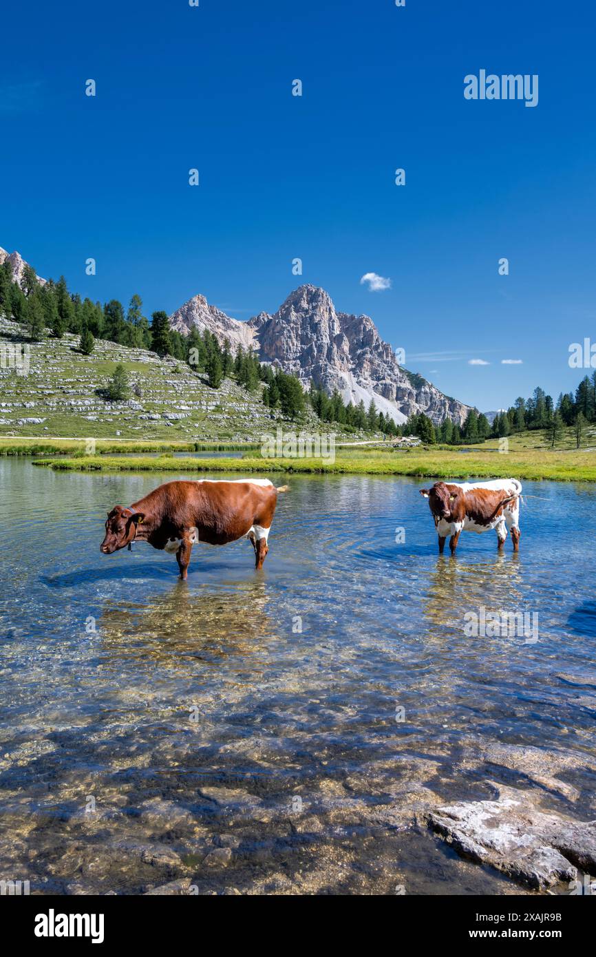 Cows In Italy San Vigilio, Dolomites, Province of Bolzano, South Tyrol, Italy. Cows ...