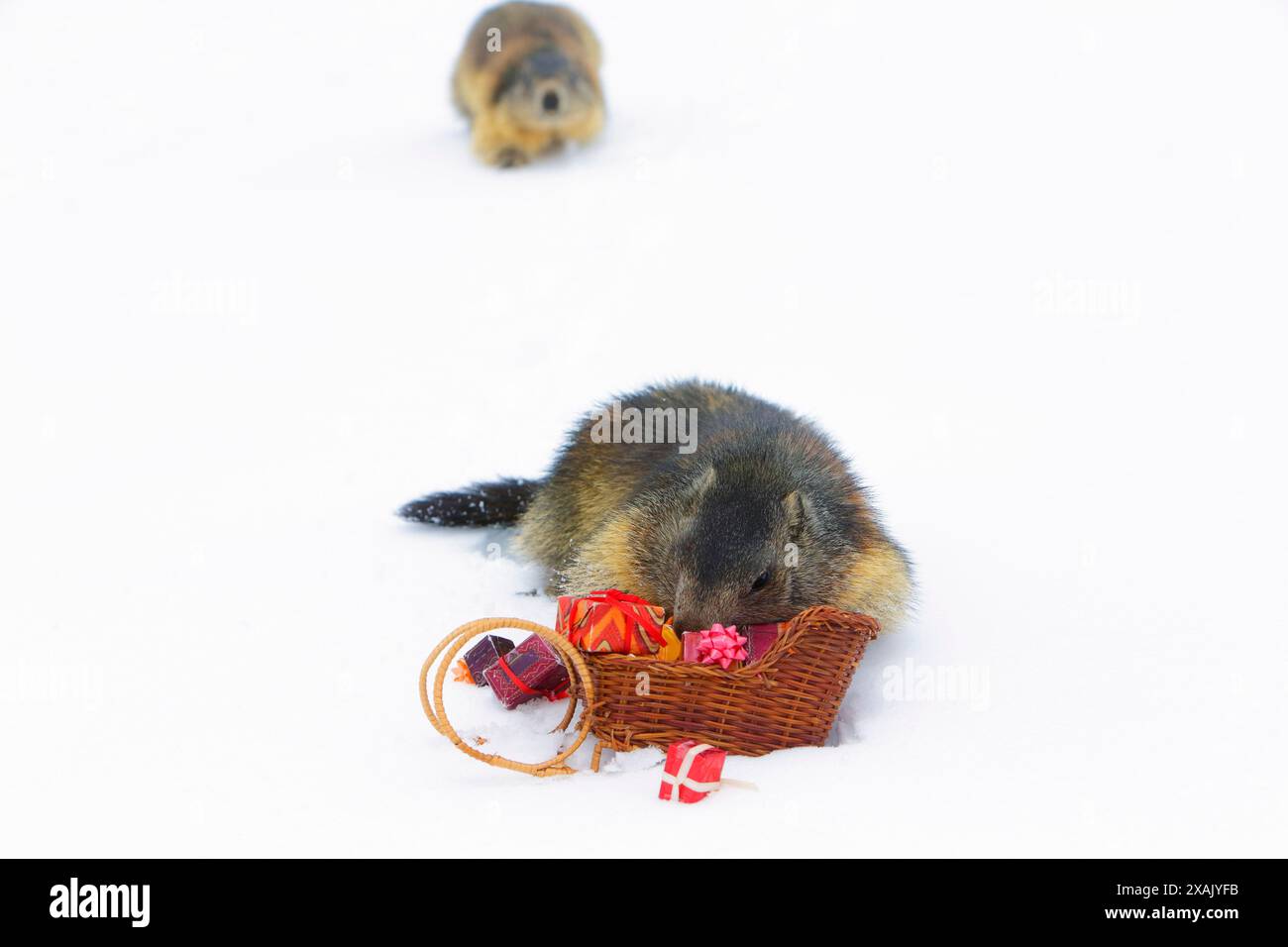 Alpine marmot (Marmota marmota) Marmot burrows in gift sledges Stock Photo
