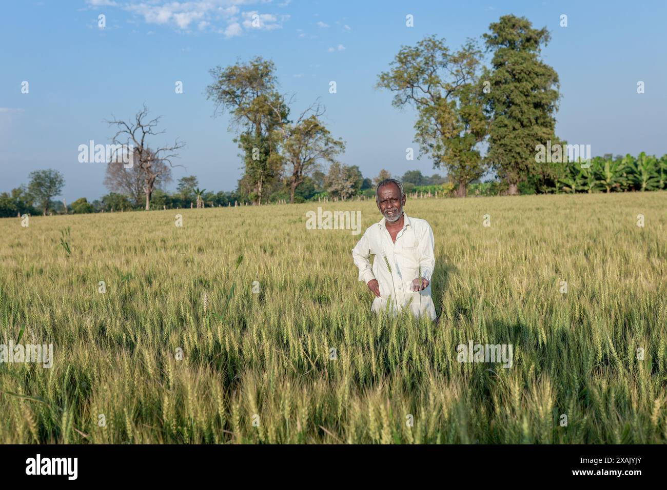 Indian farmer standing at wheat field, Happy farmer Stock Photo - Alamy