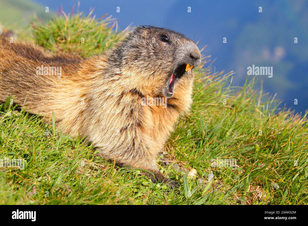 Alpine marmot (Marmota marmota), marmot lying in meadow and yawning