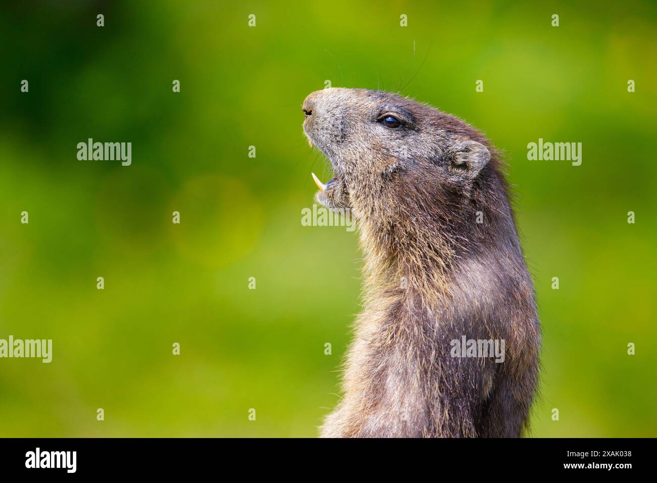 Alpine marmot marmota marmota calling hi-res stock photography and