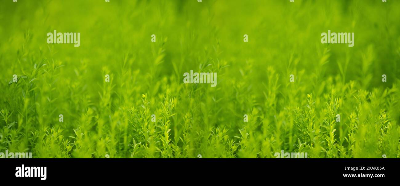 Summer background. Green grass close-up. Stock Photo