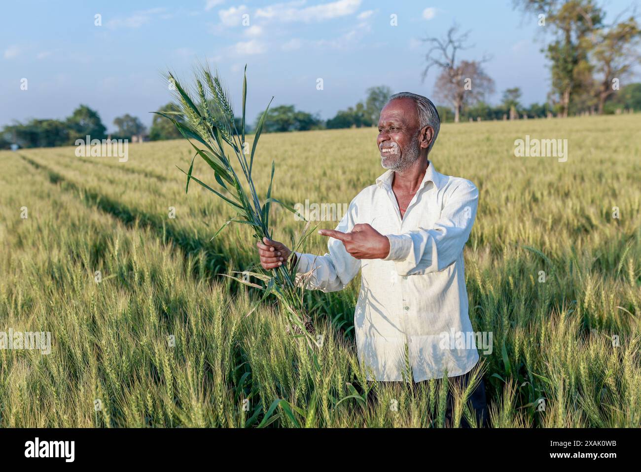 Indian farmer standing at wheat field, Happy farmer Stock Photo - Alamy