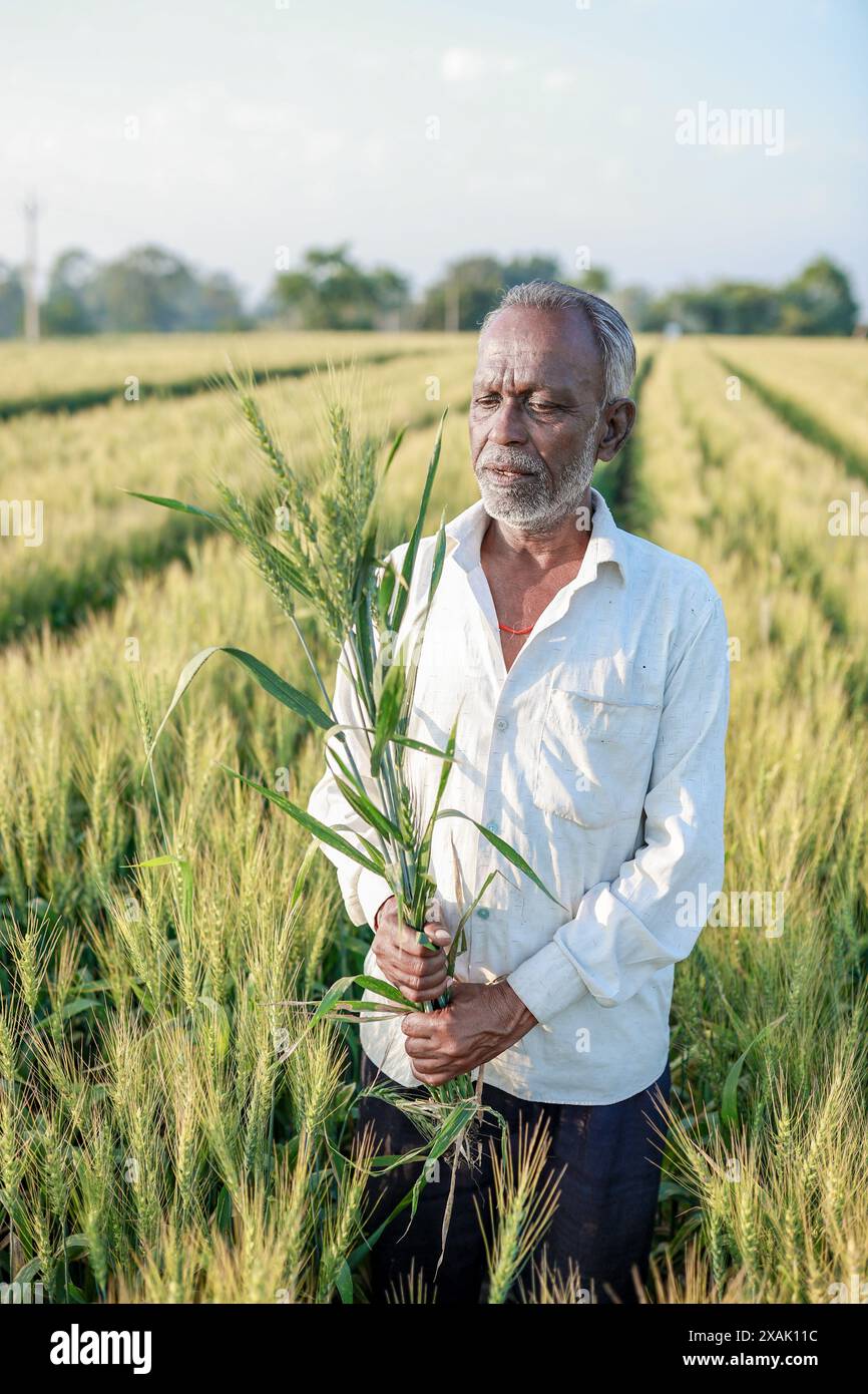 Indian farmer standing at wheat field, Happy farmer Stock Photo