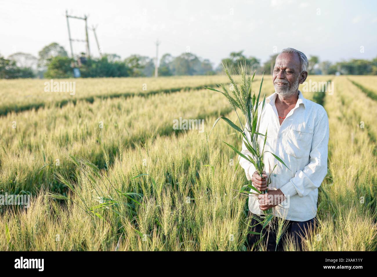 Indian farmer standing at wheat field, Happy farmer Stock Photo - Alamy