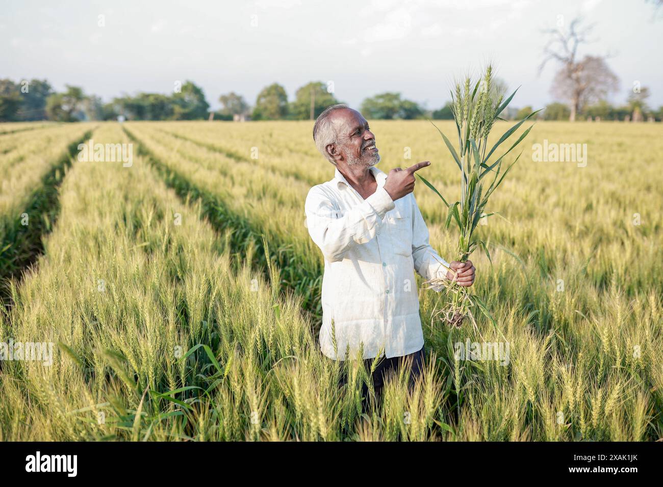 Indian farmer standing at wheat field, Happy farmer Stock Photo - Alamy