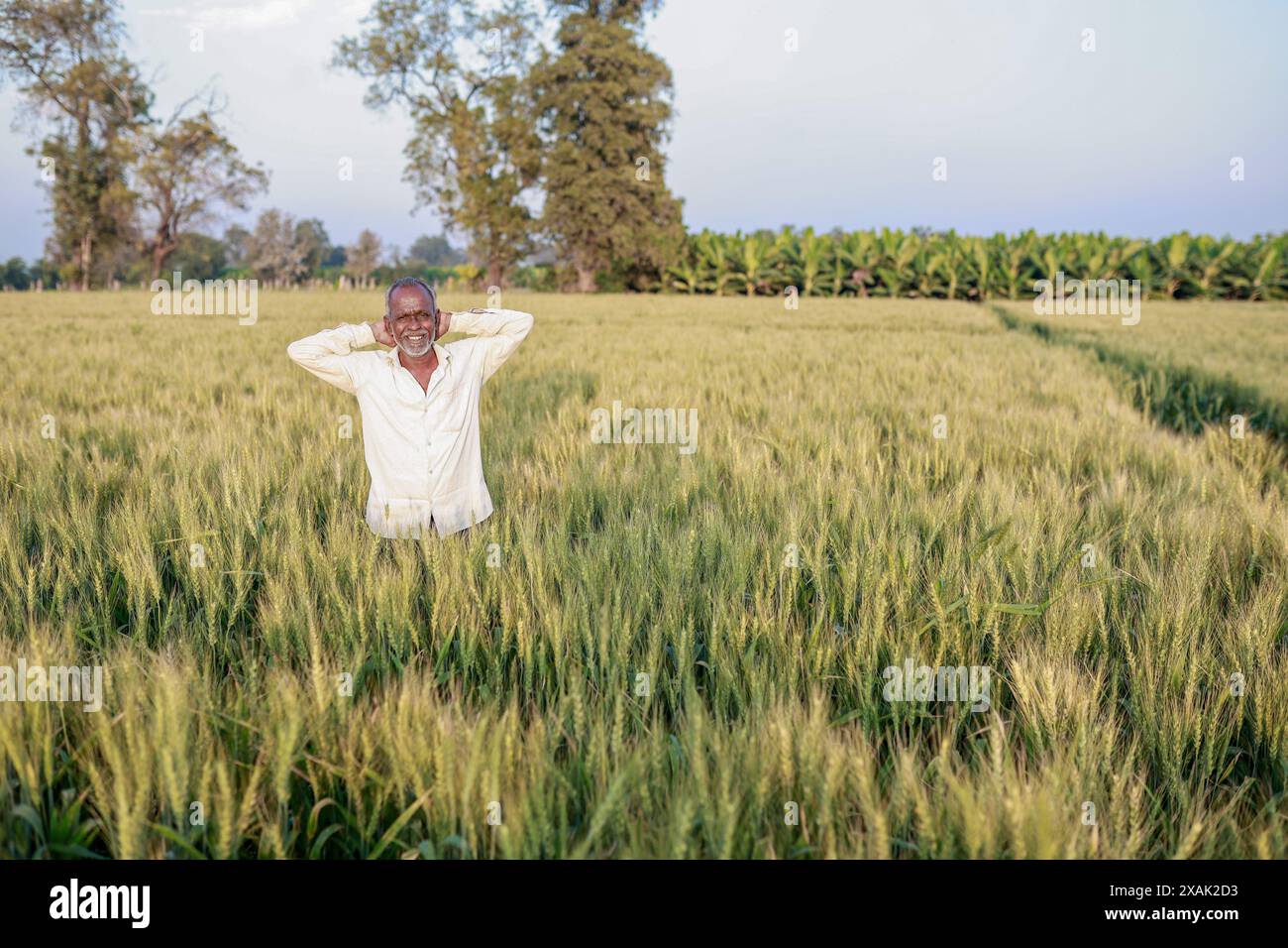 Indian farmer standing at wheat field, Happy farmer Stock Photo - Alamy