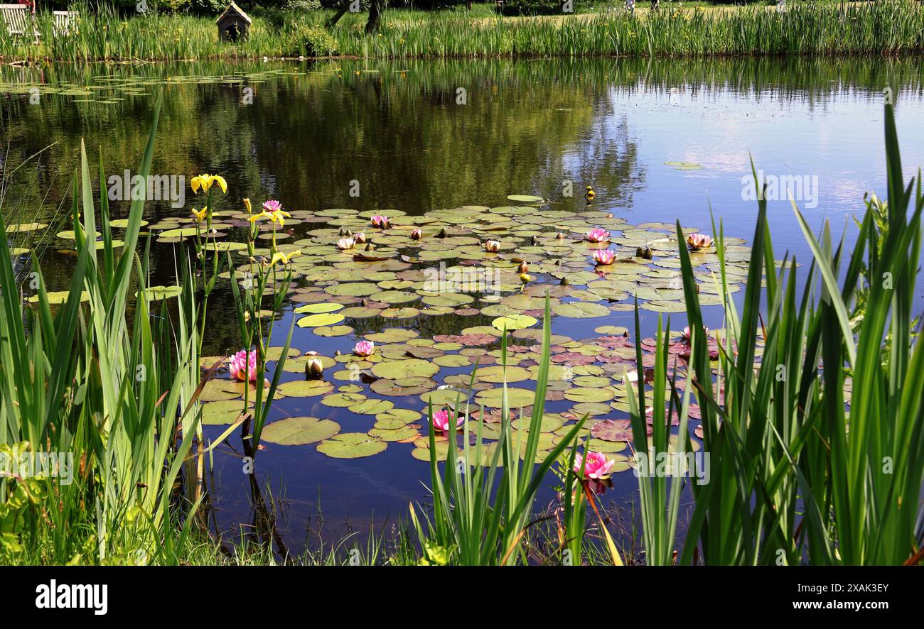 Lotus leaves pond hi-res stock photography and images - Alamy