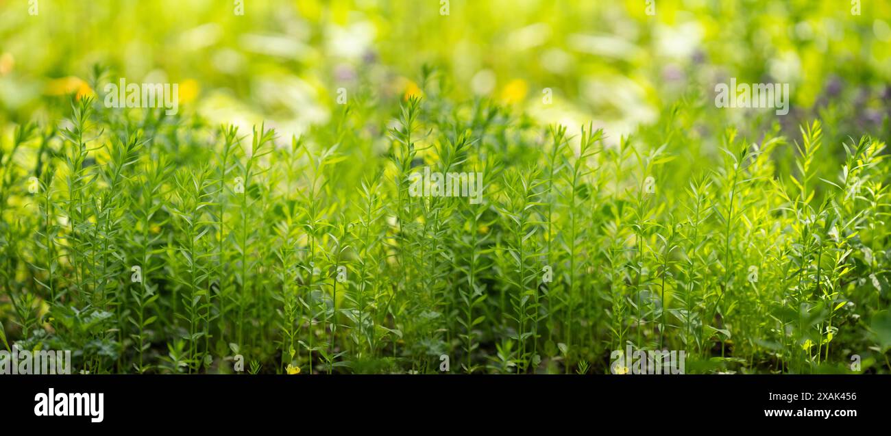 Summer background. Green grass close-up. Stock Photo