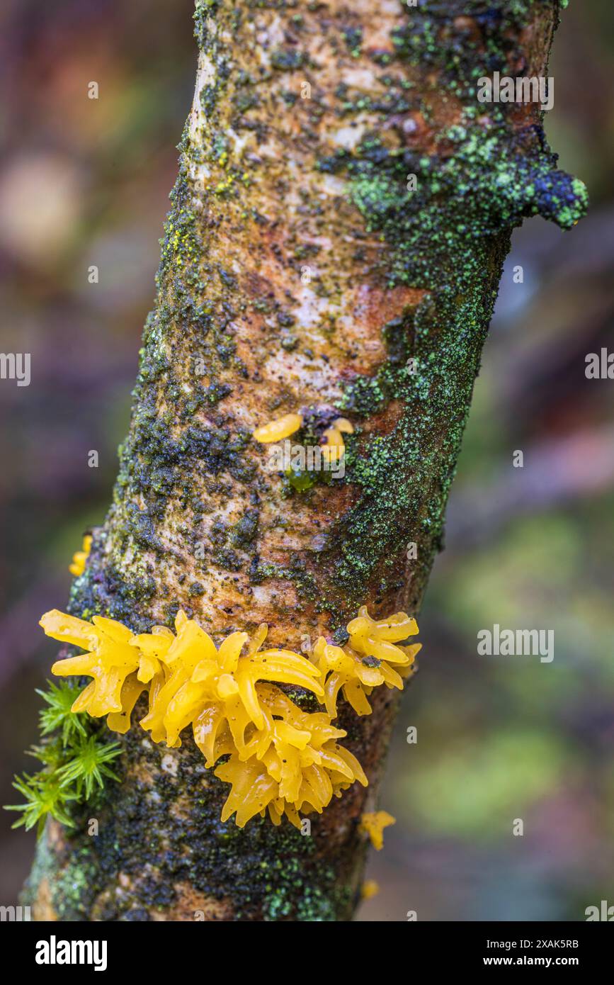 Yellow lichen on a branch Stock Photo