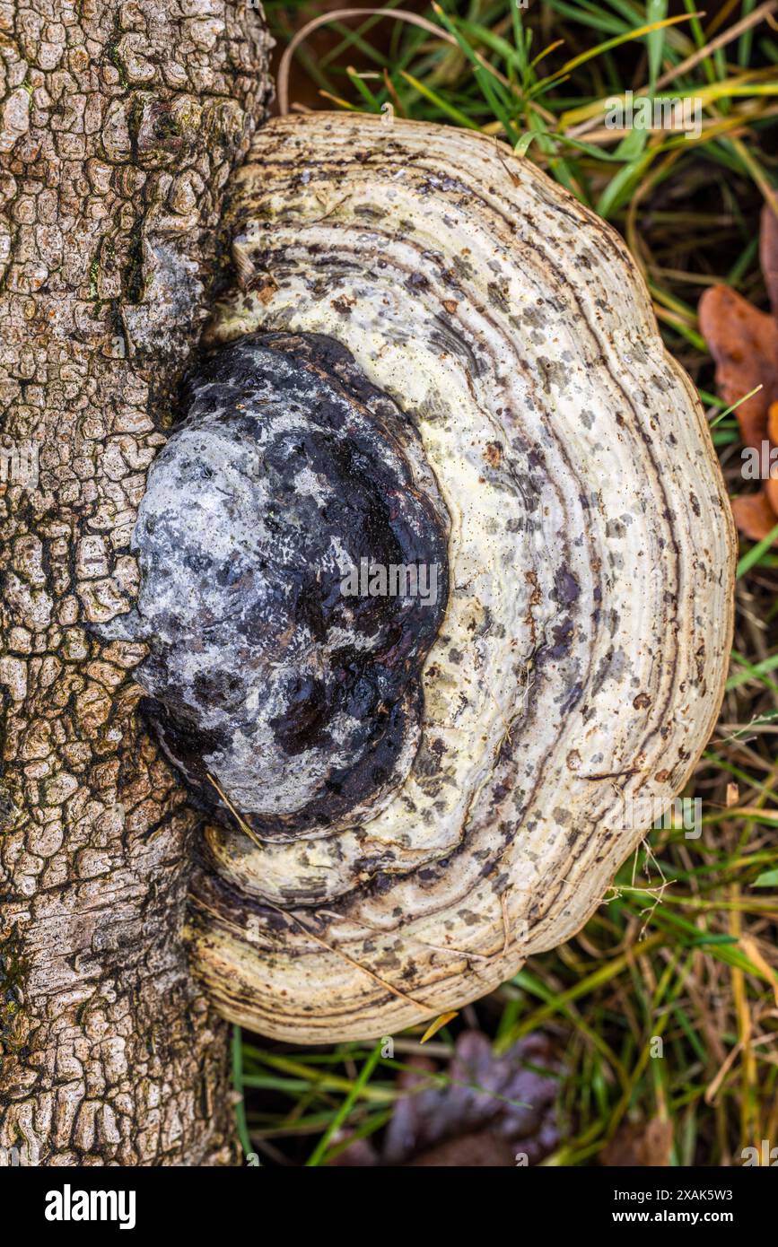 A tinder fungus grows on dead wood Stock Photo - Alamy