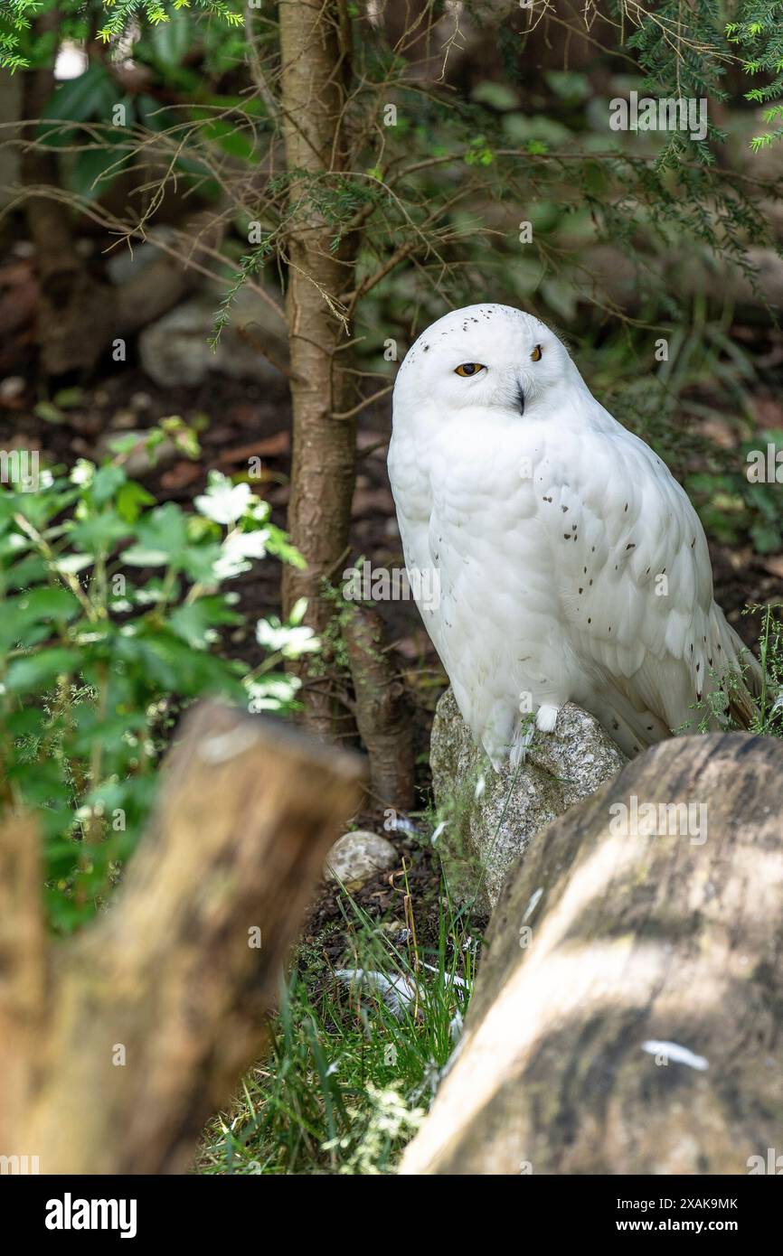 Owl capital hi-res stock photography and images - Alamy