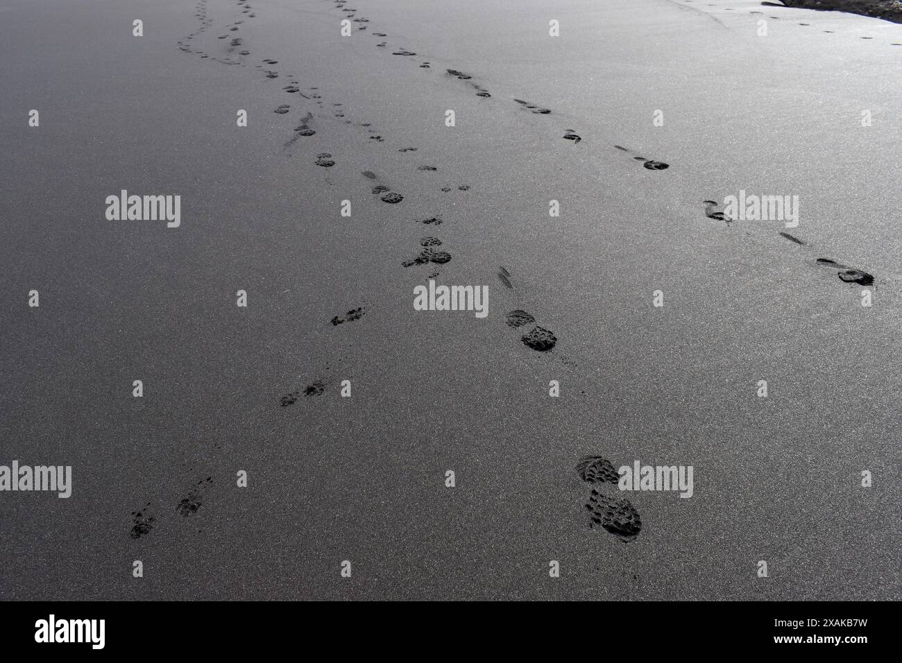 Footprints of a person and a dog in the sand of a beach Stock Photo
