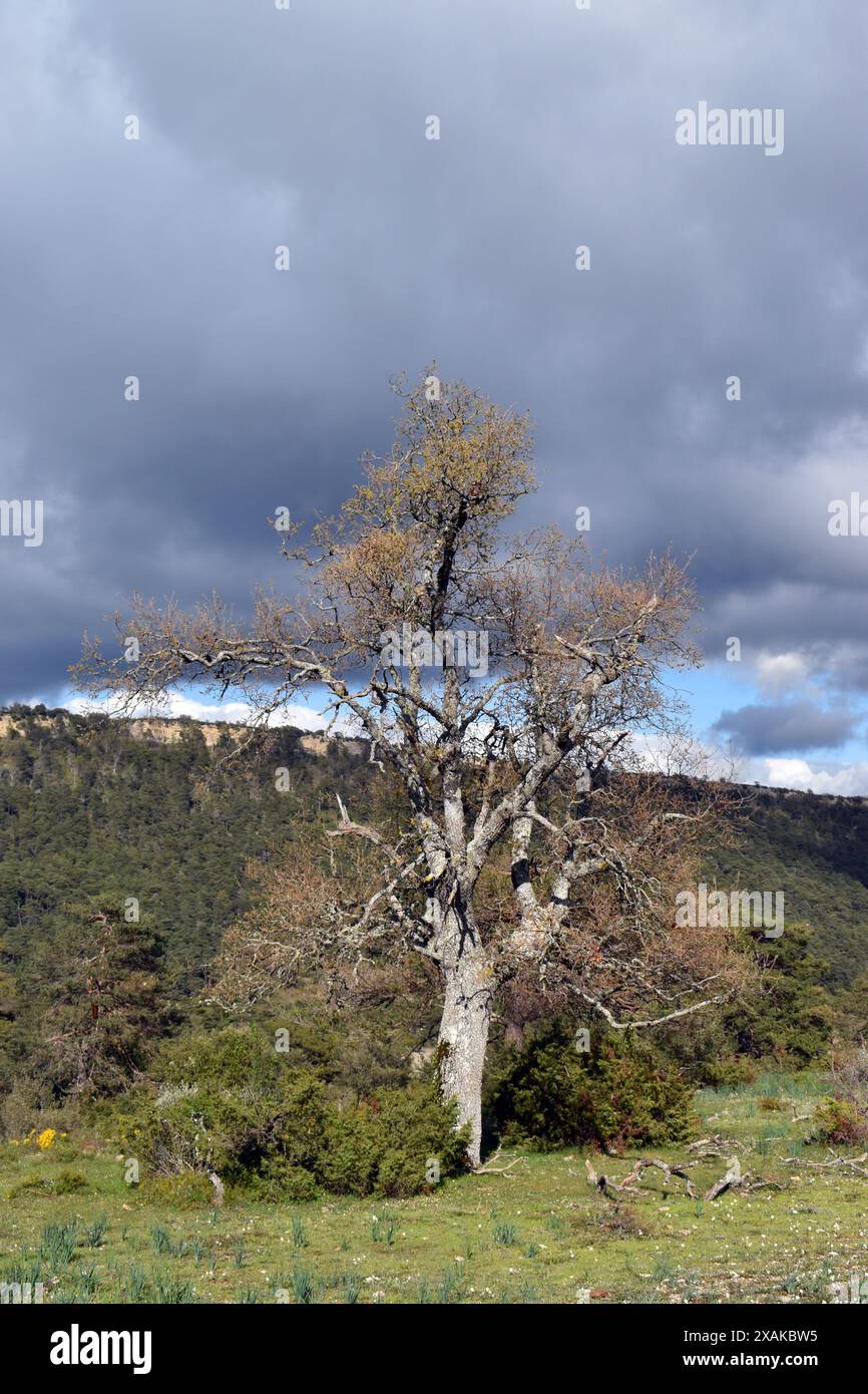 Quercus faginea hi-res stock photography and images - Alamy
