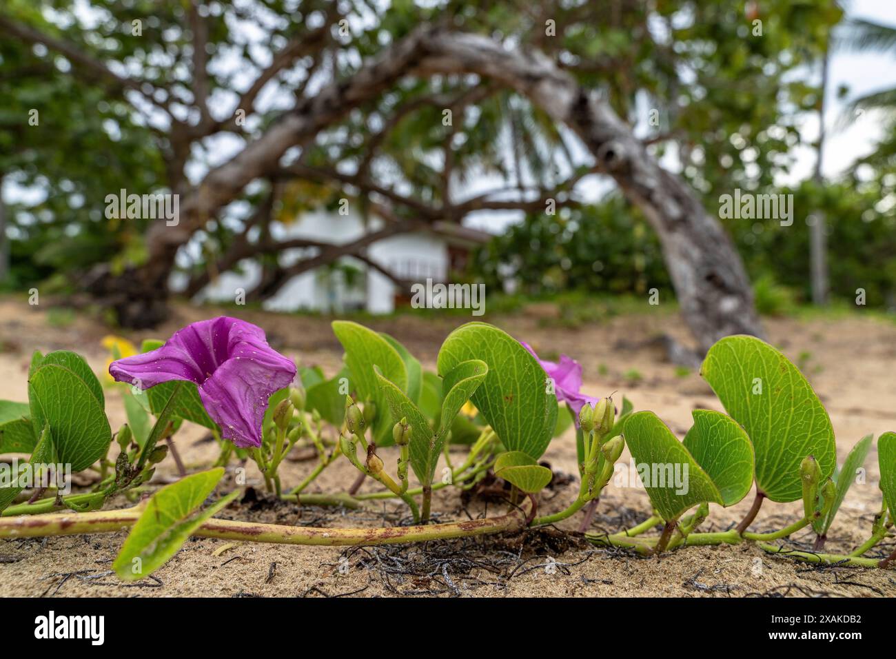 North America, Caribbean, Greater Antilles, Hispaniola Island, Dominican Republic, Samana Peninsula, Las Terrenas, Playa El Portillo, Flowers on the sandy beach of El Portillo Stock Photo