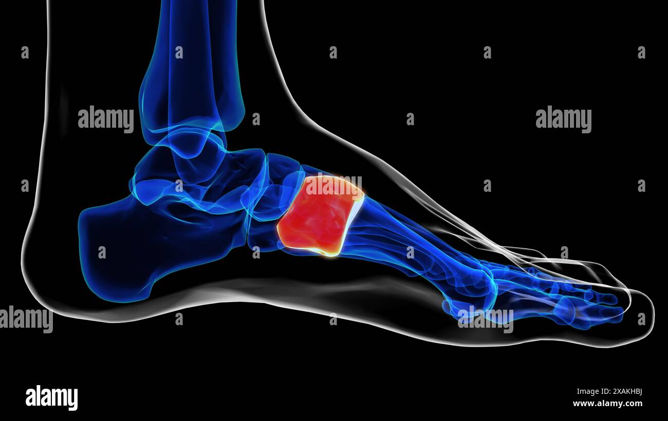 Medial view of cuneiform bone foot bones anatomy for medical Concept 3D ...