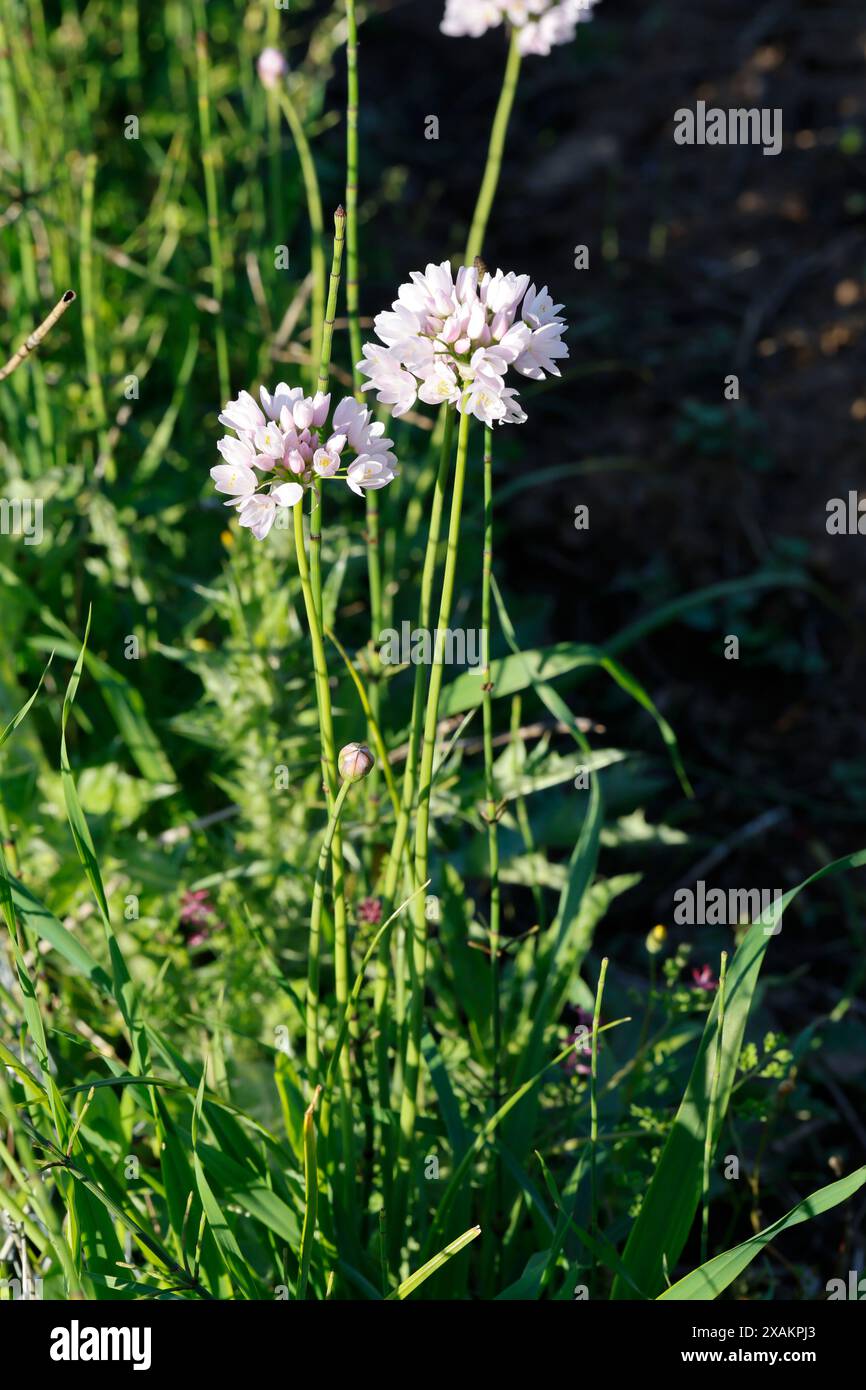 Rosen-Lauch, Rosa Lauch, Rosenknoblauch, Rosablühender Lauch, Allium roseum, rosy garlic, Rosy Flowered Garlic, Rose Garlic, Ail rosé, L'Ail rose Stock Photo