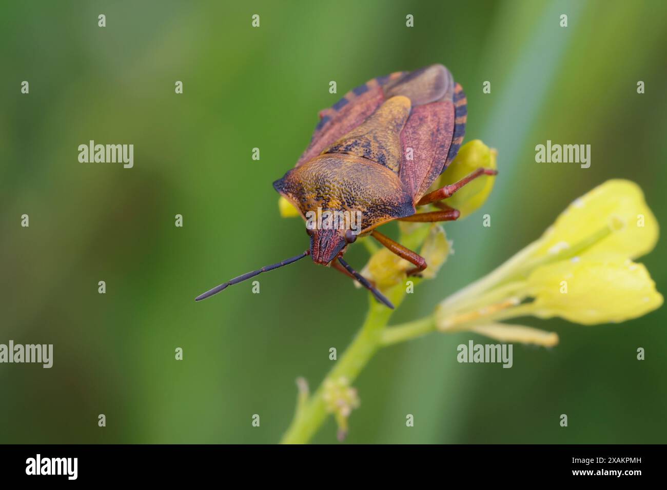 Purpur-Fruchtwanze, Purpurfruchtwanze, Fruchtwanze, Purpur-Baumwanze, Purpurbaumwanze, Carpocoris cf. purpureipennis, dark-shouldered shieldbug, shiel Stock Photo