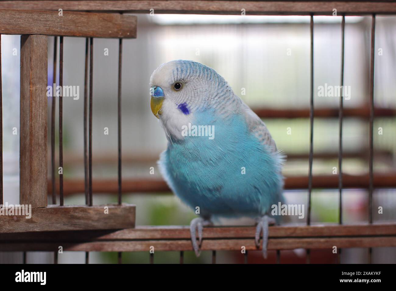 Picture of Beautiful blue budgie parrot sitting in a cage Stock Photo - Alamy