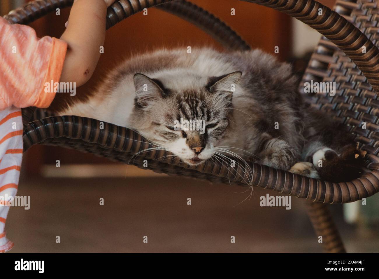 tabby cat sleeping on the chair Stock Photo