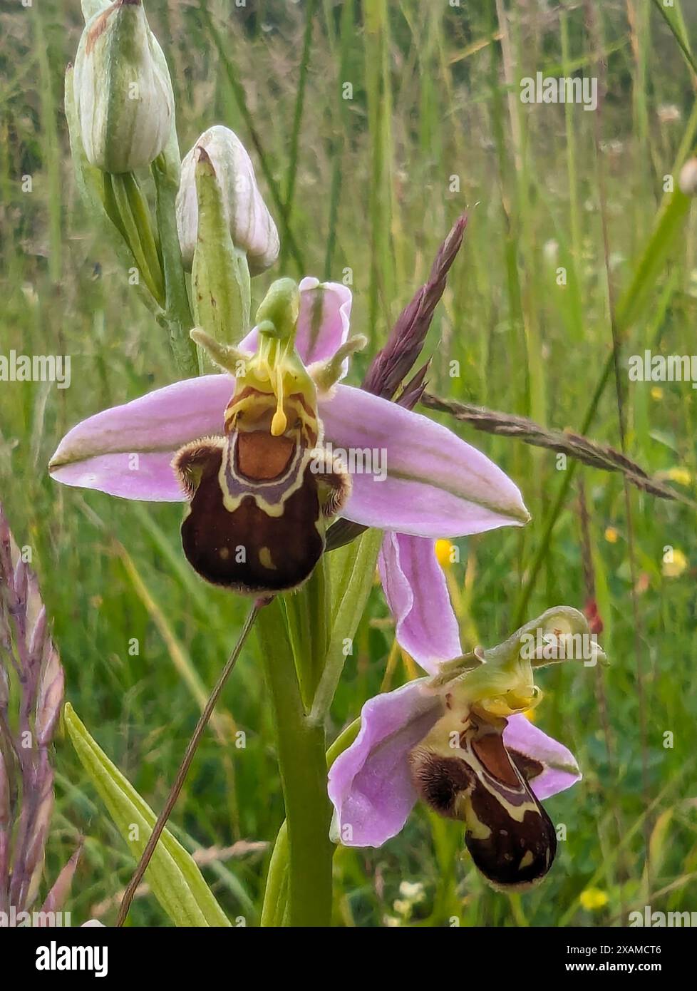 Ophrys apifera flower, Bee orchid, a terrestial orchid.  Coevolution of the flower and its pollinator insect has led the orchid to resemble a bee. Stock Photo