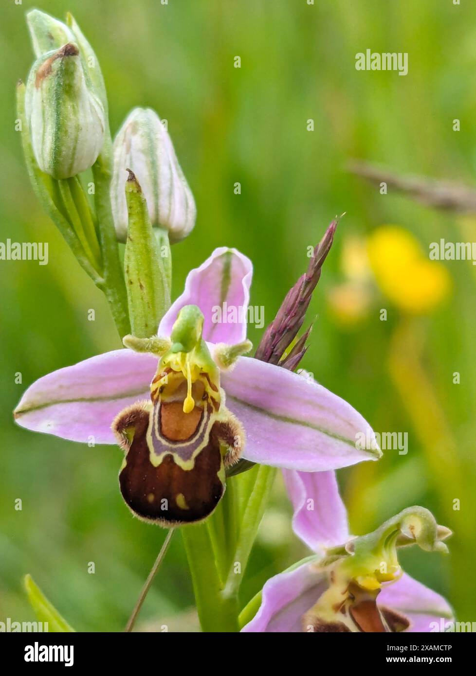 Ophrys apifera flower, Bee orchid, a terrestial orchid.  Coevolution of the flower and its pollinator insect has led the orchid to resemble a bee. Stock Photo