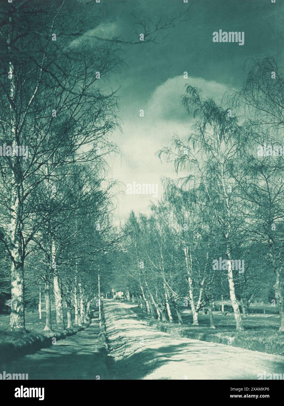 Beeches and birches rotorua from the album camera pictures of new