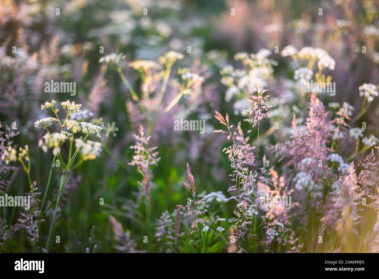 Summer wildflowers in sunrise hi-res stock photography and images - Alamy