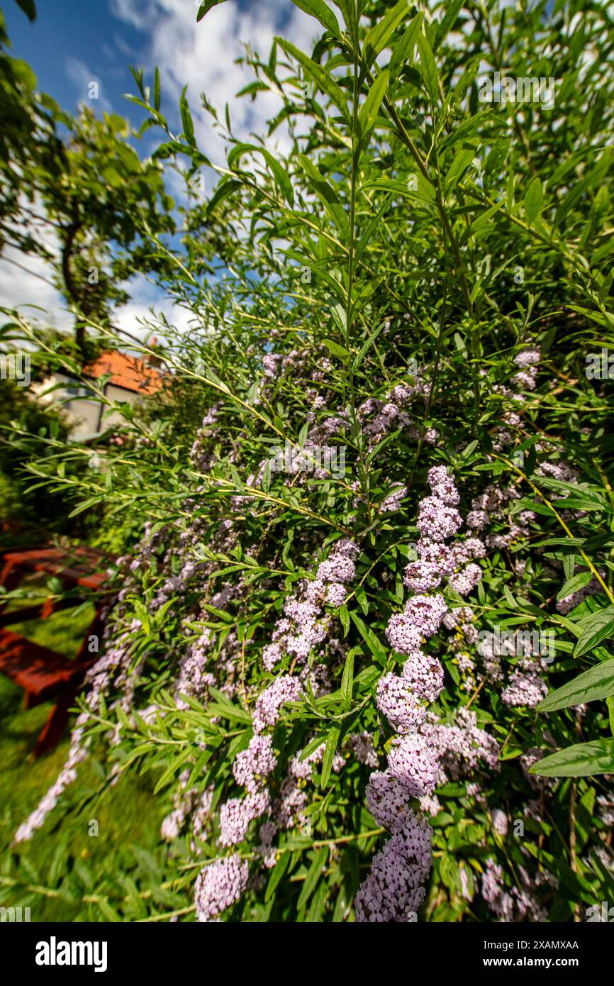 Buddleja Fragrant Incredibly fragrant weeping Buddleja (Buddleja alternifolia), flowering ...